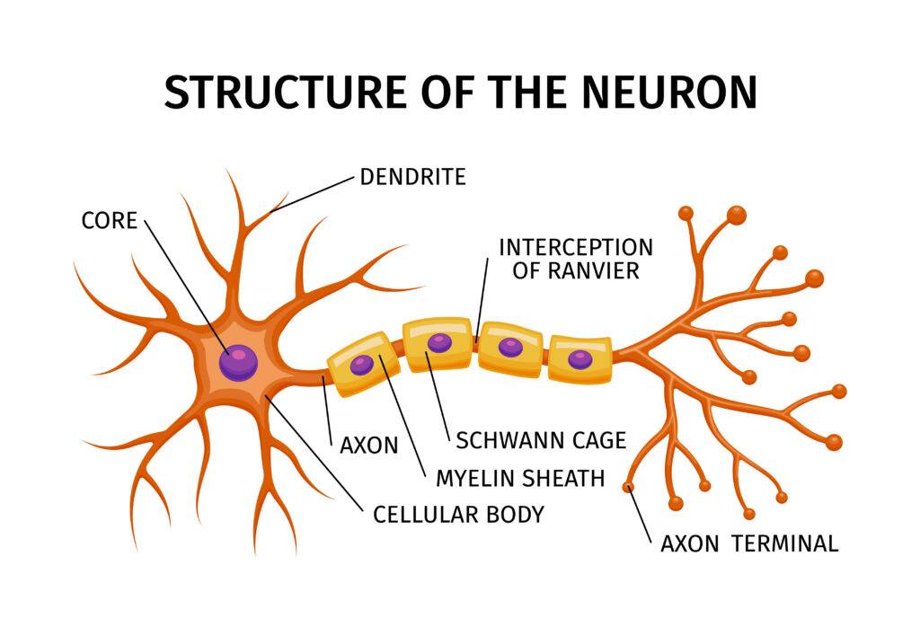 estructura de la neurona