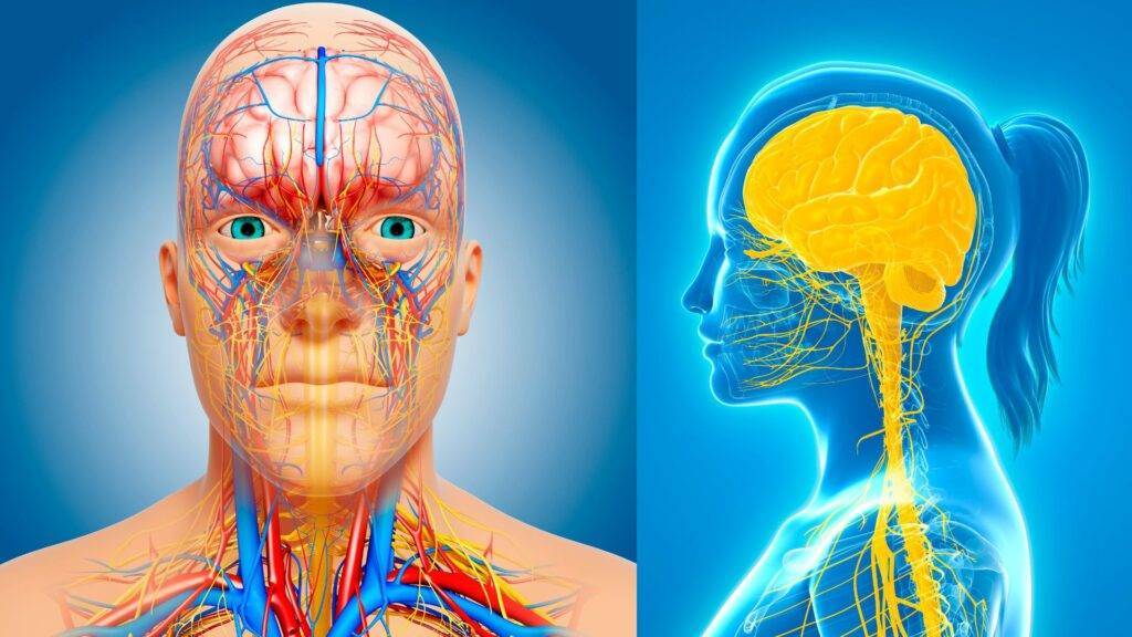 circuitos neuronales