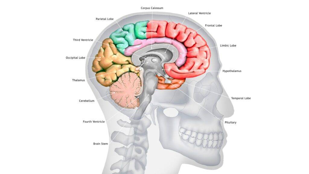 Lóbulos del cerebro